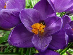 Purple crocus with a yellow pistil