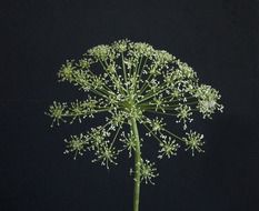 flower in the form of an umbrella on a black background