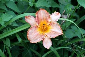 beautiful pale pink flower among green leaves