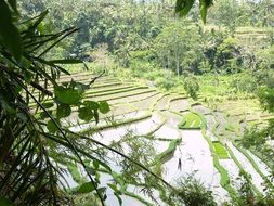 Cascading Rice Field in Bali, Indonesia