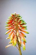 green succulent plant