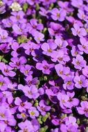 spring blossom in the garden