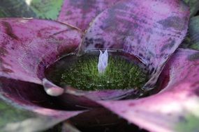 bromelia as a purple flower