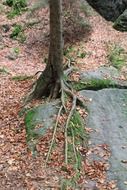 overgrown tree root in a forest