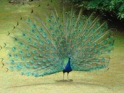 photo of beautiful peacock with colorful fan tail