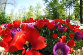 colorful bright tulips in the meadow