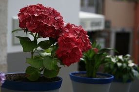 red decorative potted flowers