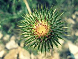 green thorns of a botanical flower