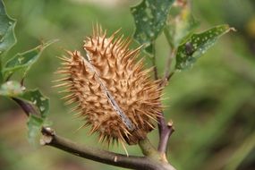 flower with thorns on a plant branch