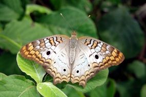 striped butterfly on green leaves in nature