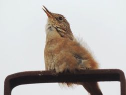 brown sparrow on the roof close-up