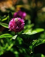 Beautiful pink and purple clover flowers with green leaves