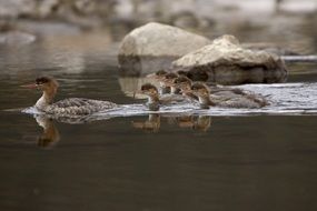 family of merganser ducks in the pond