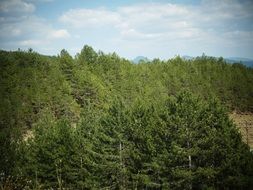 wonderful green forest