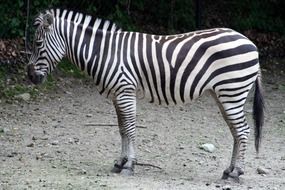 zebra on a dirt road