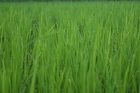Bright green grass field