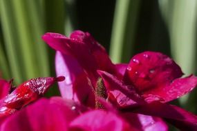 drops of water on burgundy geranium close-up