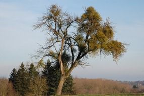 tree in autumn landscape