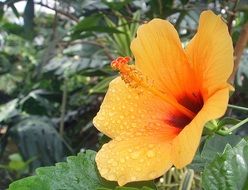 Orange hibiscus flower blossomes