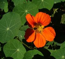 orange nasturtium among green leaves in sunshine