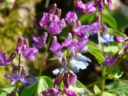 spring pea