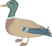 Picture of duck bird