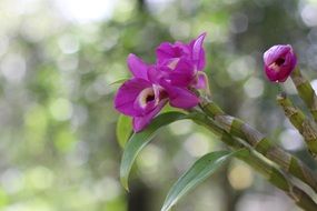 exotic purple orchid flower in the garden at blurred background