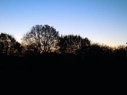 trees silhouettes on a background of clean sunset sky