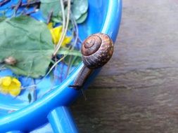brown snail on blue plastic surface