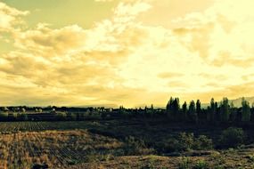 landscape mendoza trees