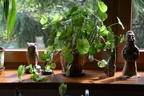 green plant in a flower pot on the windowsill