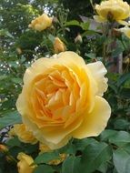 yellow rose in the garden in summer