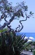 View of the garden on the beach lagoon in california