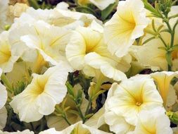 yellow petunia blooming on flower bed