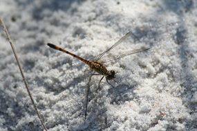 Dragonfly on snow