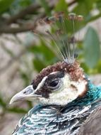 Head of a peacock