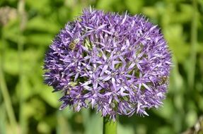 cluster of purple flowers