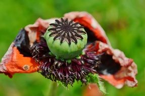 poppy seeds in a green box