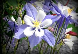 white with purple aquilegia flowers