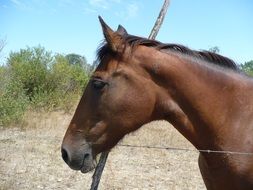 brown horse in paddock under blue sky in provence