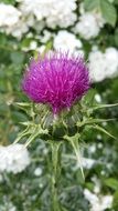Macro photo of thistle plant