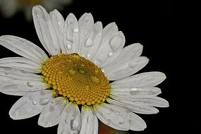 terrific daisy flower