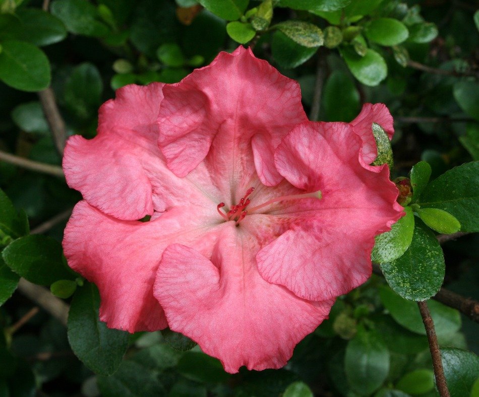 coral azalea flower in green leaves