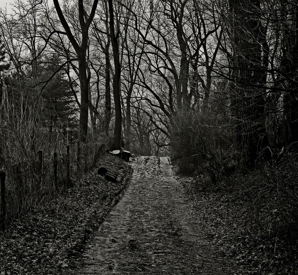 scary scenery of trail in the forest