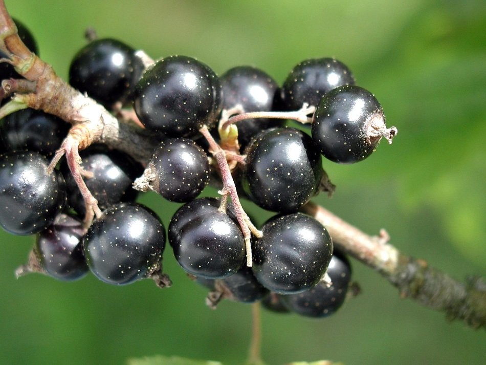 blackcurrant on the branch
