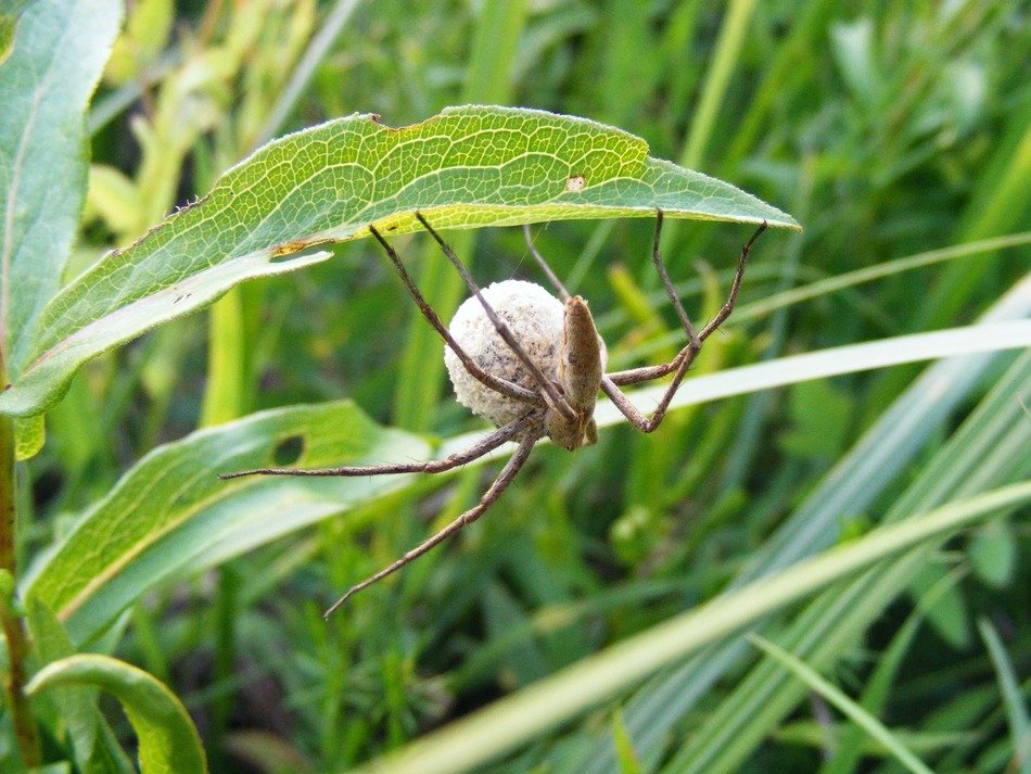 spider in habitat close up