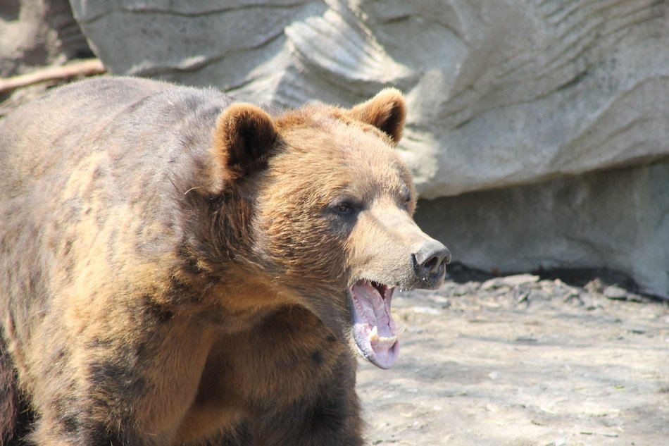 grizzly near the stone