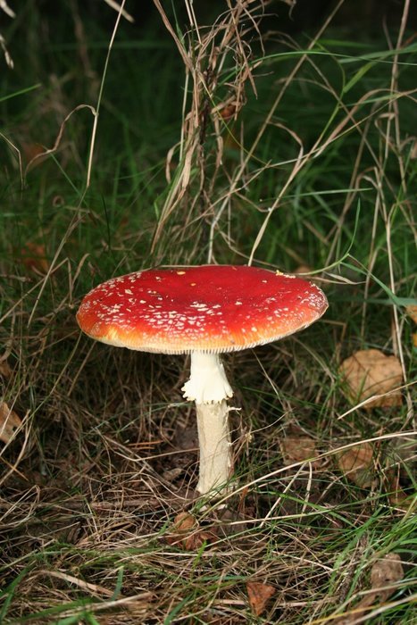 fly agaric mushroom in the dark