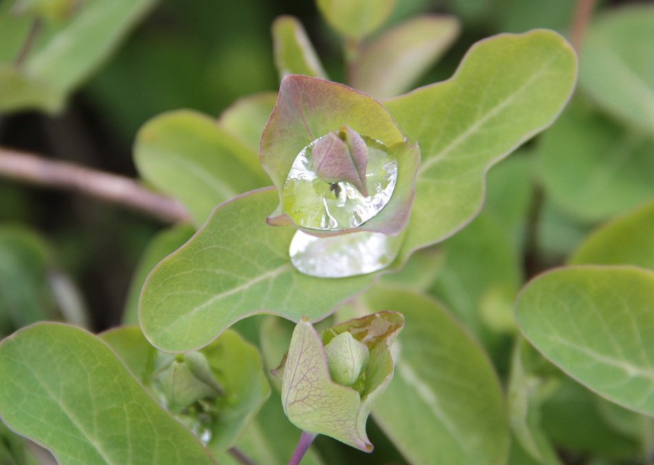 a drop of water on a flower in Sweden