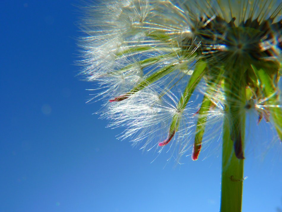 white fluffy dandelion closeup on a clear day